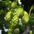 Produktbild: Hopfen (Humulus lupulus) Bio - ca. 30 Samen