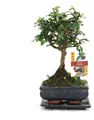 Produktbild: Bonsai Fukientee - Carmona microphylla - ca. 6 Jahre - Kugelform