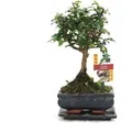 Produktbild: Exotenherz Bonsai Fukientee Carmona Microphylla ca. 6 Jahre Kugelform