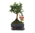 Produktbild: Exotenherz Zimmerpflanze Bonsai Fukientee - Carmona microphylla - ca. 6 Jahre - Kugelform