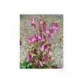 Produktbild: Campanula punctata 'Rubriflora', Glockenblume, rot, ca. 9x9 cm Topf
