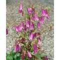 Produktbild: Campanula punctata 'Rubriflora' p 0,5