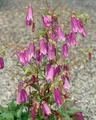 Produktbild: Campanula punctata 'Rubriflora' 9x9 cm Topf – Winterhart, Mehrjährig, Pflegeleicht – Gefleckte Glockenblume – Staude für Beet & Rabatte