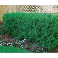 Produktbild: Taxus cuspidata 150-175 cm