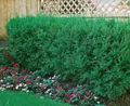 Produktbild: Pflanzen für Dich Konifere Taxus cuspidata, 1 St., Japanische Eibe, Spitzblättrige Eibe, immergrün, schnittverträglich