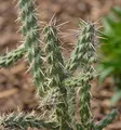 Produktbild: Winterharter Feigenkaktus - Opuntia imbricata - lebende Gartenpflanze aus den Baumschulen
