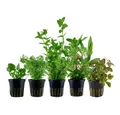 Produktbild: Aquaone Wasserpflanze Pflanzen Set mit 5 schnellwachsenden Aquariumpflanzen Nr.250