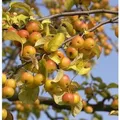 Produktbild: Zierapfel Butterball 60-80cm - Malus Hybride