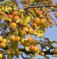 Produktbild: Zierapfel Butterball 60-80cm - Malus Hybride