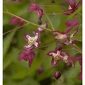 Produktbild: Elfenblume rot - Epimedium rubrum