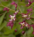 Produktbild: Elfenblume rot - Epimedium rubrum