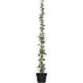 Produktbild: Hedera Helix Hibernica Irischer Efeu 100–150 cm