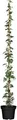 Produktbild: Hedera helix hibernica 100-150 cm - Irischer Efeu, immergrün, ideal für Fassadenbegrünung, pflegeleicht, winterhart