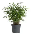 Produktbild: x1 Bamboo Asian Wonder P14 H30
