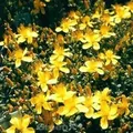 Produktbild: Polster Johanniskraut Grandiflorum - Hypericum polyphyllum