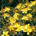 Produktbild: Polster Johanniskraut Grandiflorum - Hypericum polyphyllum - lebende Gartenpflanze aus den Baumschulen