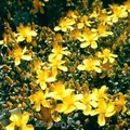 Produktbild: Polster Johanniskraut Grandiflorum - Hypericum polyphyllum