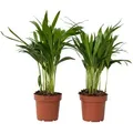 Produktbild: Plant in a Box Goldfruchtpalme - Dypsis Lutescens 2er Set Höhe 30-45cm
