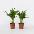 Produktbild: Plant in a Box - Goldfruchtpalme - 2 Stk - Dypsis lutescens - Höhe 30-45cm - Topf 12cm