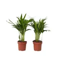 Produktbild: Plant in a Box - Dypsis Lutescens - Areca Goldfruchtpalme - 2er Set - Grüne Zimmerpflanze - Topf 12cm - Höhe 30-45cm