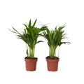 Produktbild: Plant in a Box 2 Goldfruchtpalmen Dypsis lutescens 30cm Zimmerpalme