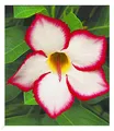Produktbild: Wüstenrose 'Noble Concubine', 1 Pflanze Adenium obesum Zimmerpflanze