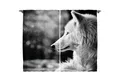 Produktbild: Abakuhaus Gardine Schlafzimmer Kräuselband Vorhang mit Schlaufen und Haken, Schwarz und weiß Wolf-Porträt