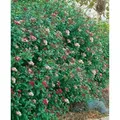 Produktbild: Viburnum Tinus Gwenllian Lorbeer-Schneeball Weiß-Rosa 30–40 cm