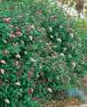 Produktbild: Viburnum tinus 'Gwenllian', Lorbeer-Schneeball, weiß-rosa, 30–40 cm