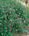 Produktbild: Viburnum tinus 'Gwenllian', Lorbeer-Schneeball, weiß-rosa, 30–40 cm