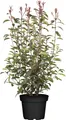 Produktbild: Photinia fraseri 'Little Red Robin', Glanzmispel, rot, 30–40 cm