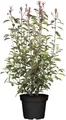 Produktbild: Photinia fraseri 'Little Red Robin' 30–40 cm – Winterhart, Immergrün, Pflegeleicht – Glanzmispel – Heckenpflanze für Garten & Sichtschutz