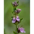 Produktbild: Echter Gamander Wildform - Teucrium chamaedrys