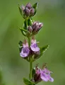 Produktbild: Echter Gamander Wildform - Teucrium chamaedrys - lebende Gartenpflanze aus den Baumschulen
