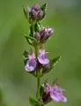 Produktbild: Echter Gamander Wildform - Teucrium chamaedrys