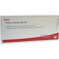 Produktbild: Arnica E Planta tota D 6 Ampullen 10X1 ml
