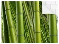 Produktbild: Bilderdepot24 Küchenrückwand grün dekor Bäume Wald Natur Bamboo Trees No.1 Wandverkleidung Küche, (1-tlg., Nischenrückwand - für Fliesenspiegel ohne Bohren - matt), Spritzschutz Rückwand Küche Herd - Folie selbstklebend versch. Größen
