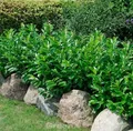 Produktbild: Kaukasische Lorbeerkirsche 60-80cm - Prunus laurocerasus