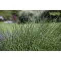 Produktbild: Deschampsia Cespitosa Rasen-Schmiele Ca. 9x9 cm Topf