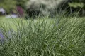 Produktbild: Deschampsia cespitosa 9x9 cm Topf – Winterhart, Mehrjährig, Pflegeleicht – Rasen-Schmiele – Ziergras für Beet & Naturgarten
