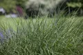 Produktbild: Pflanzen für Dich Gräser Deschampsia cespitosa, 1 St., Rasen-Schmiele, Rasenschmiele, Büschelschmiele, ziergras, goldene rispen