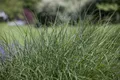 Produktbild: Deschampsia cespitosa, Rasen-Schmiele, ca. 9x9 cm Topf