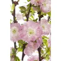 Produktbild: Pflanzen-für-dich.de - Prunus Triloba Cac 40-60 Cm