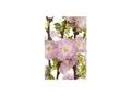 Produktbild: Prunus triloba, Mandelbäumchen, rosa Blüten, 40–60 cm