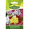 Produktbild: Flammenblume, Phlox Mischung
