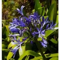 Produktbild: Liebesblume Schmucklilie Midnight Dream - Agapanthus