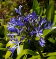 Produktbild: Liebesblume Schmucklilie Midnight Dream - Agapanthus