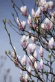 Produktbild: Magnolia x soulangeana 'Heaven Scent' 40-60 cm – Winterhart, Mehrjährig – Tulpenmagnolie – Solitärgehölz für Garten & Vorgarten