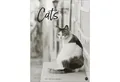 Produktbild: HEYE Wandkalender Cats Edition Kalender 2026