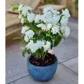 Produktbild: BALDUR Garten 1x Duftender Gartenjasmin 'Pearls of Perfume®', Pflanze im 9x9 cm-Topf, gefüllte Blüten, betörender süßer Duft, winterhart & pf...